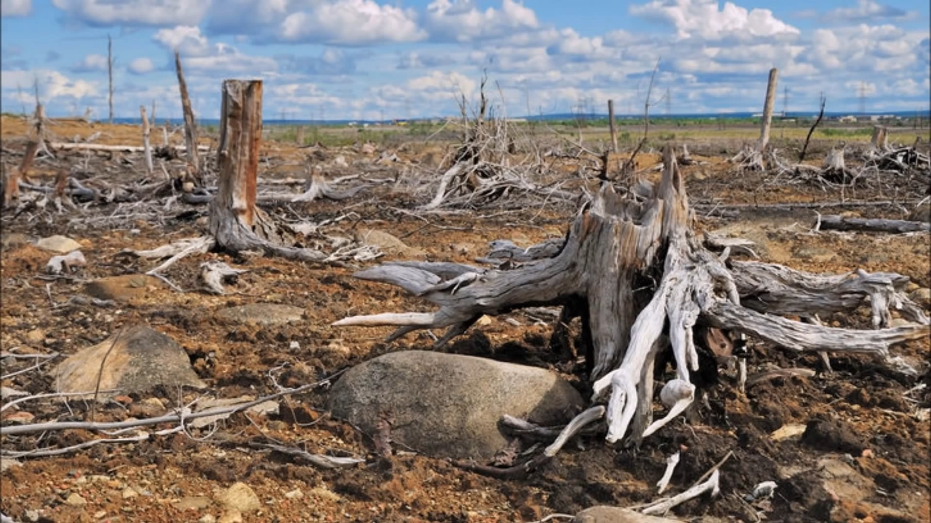 Eventually the rest of the forest suffered the same fate